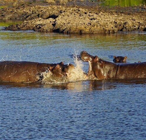 Chobe Day Trip