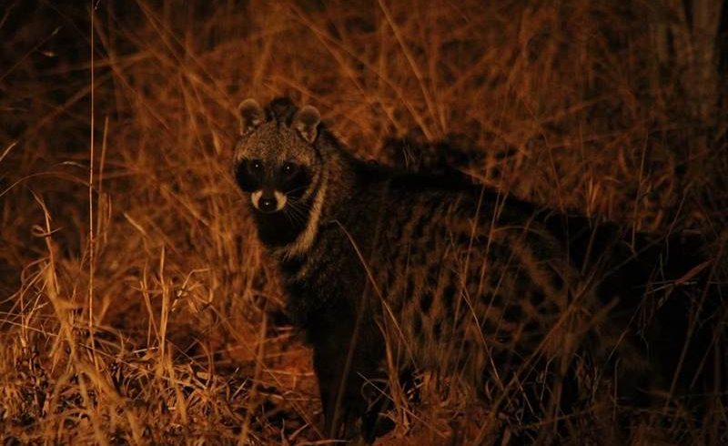night game drive and bush dinner victoria falls