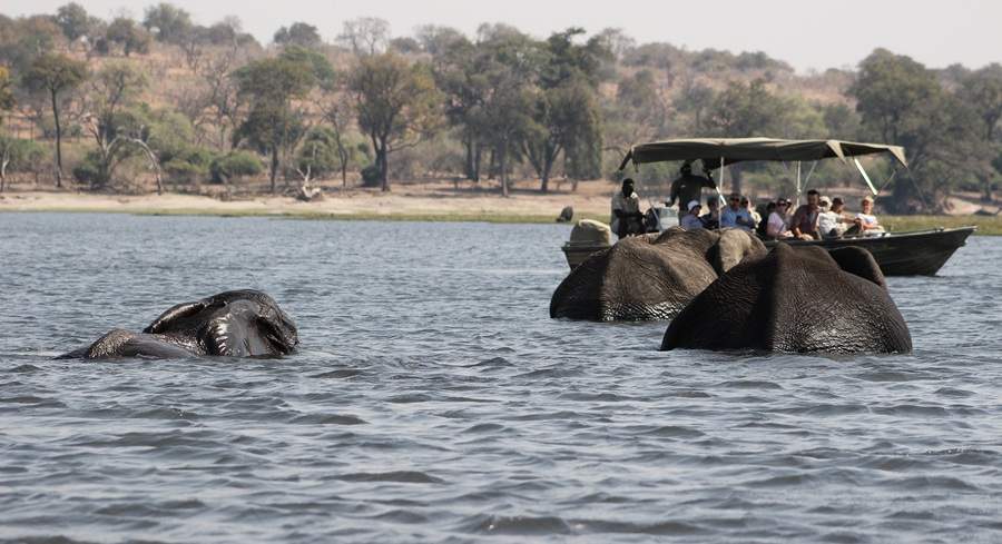 chobe safari