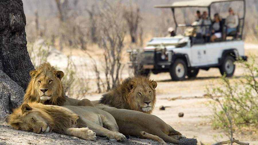 zambezi game drive