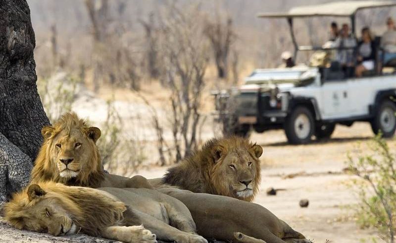 safari in victoria falls