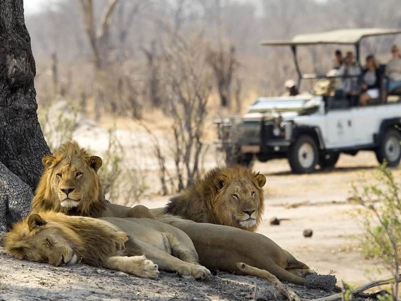 safari in victoria falls