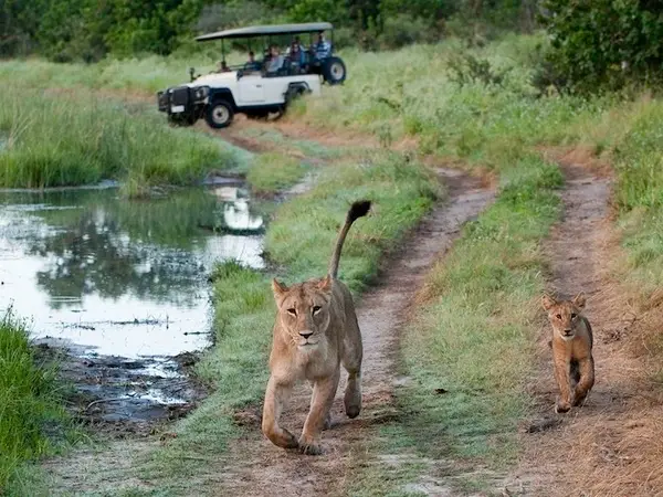 savuti and chobe