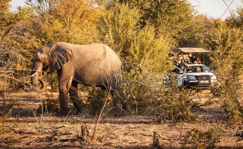 6o to 6 safari in Victoria falls