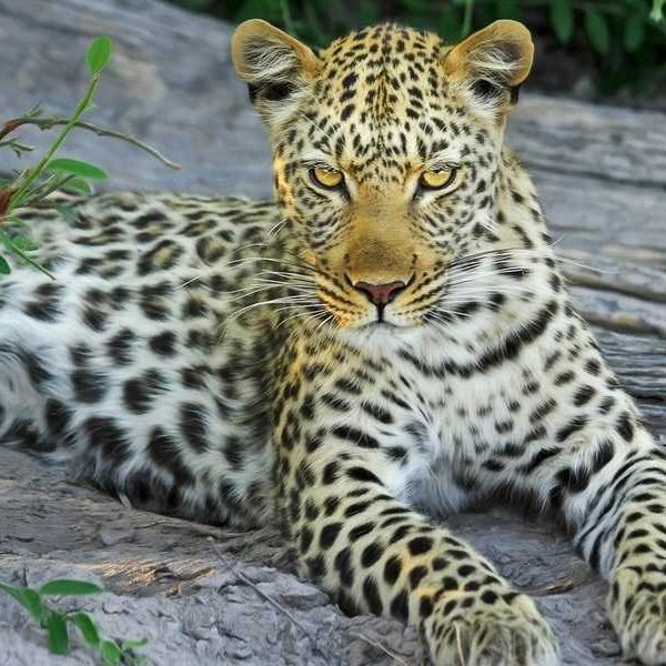 12 Days Hwang, vicfalls and chobe