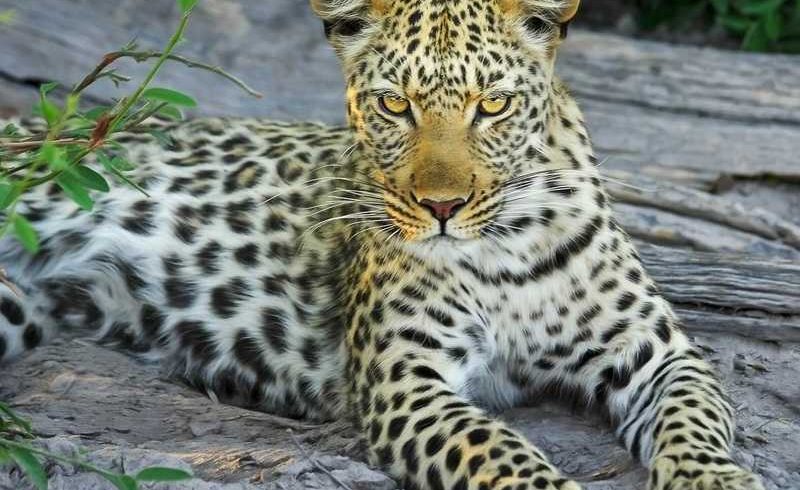 12 Days Hwang, vicfalls and chobe
