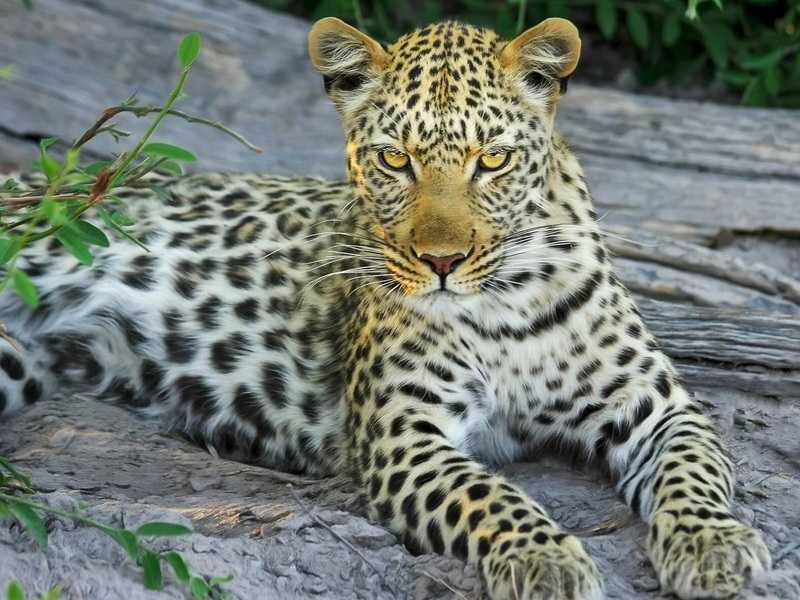 12 Days Hwang, vicfalls and chobe
