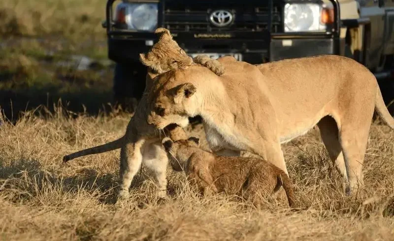 8 days victoria falls, chobe and savuti